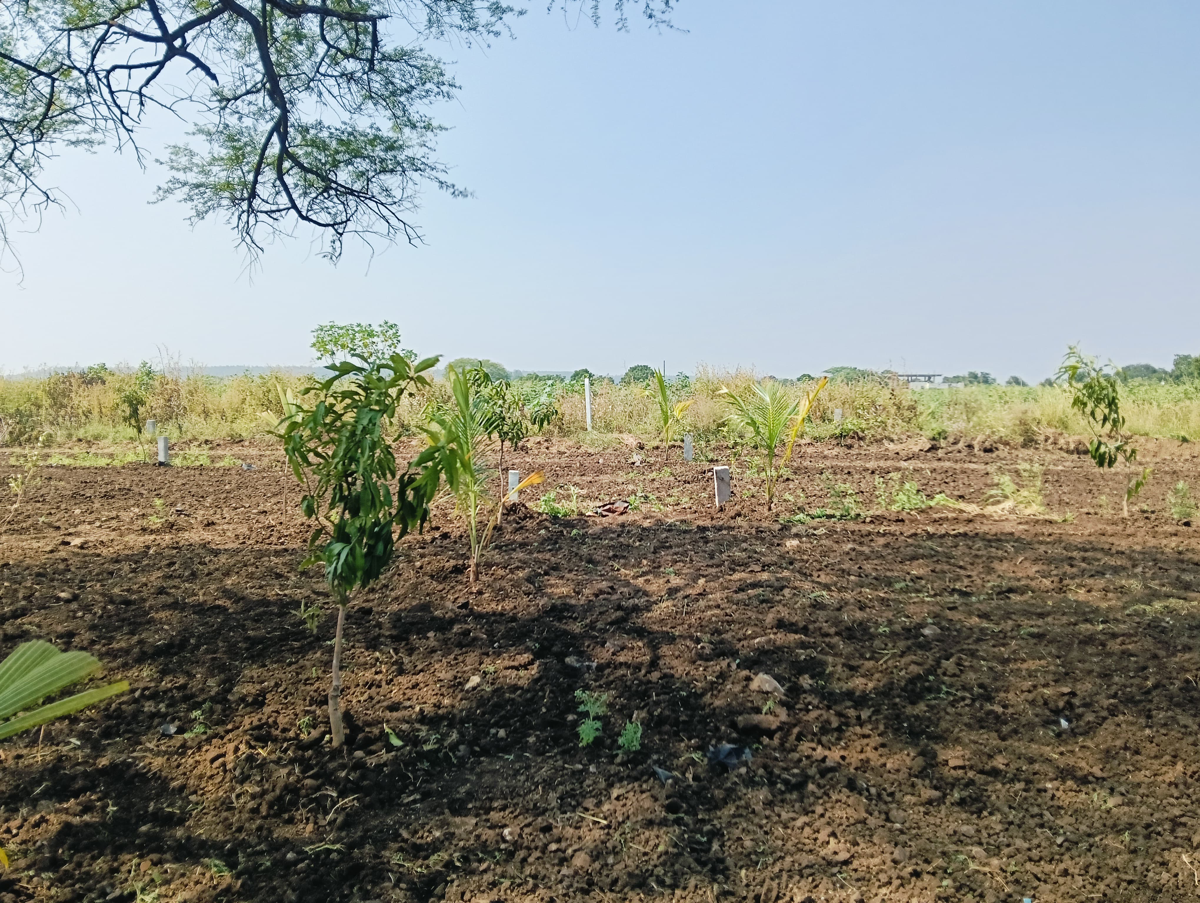 Site